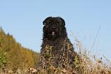 BOUVIER DES FLANDRES 273